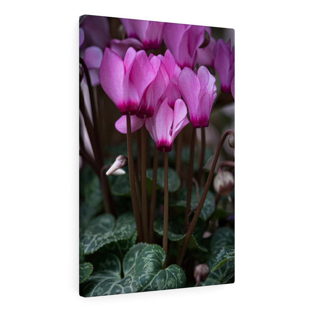 Cyclamen Reach - Canvas