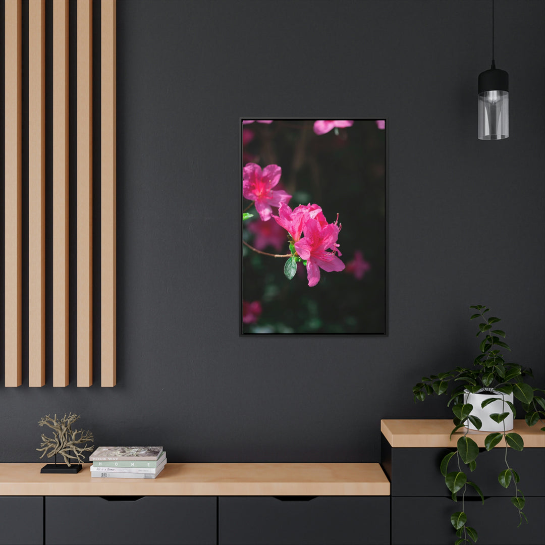 Standout Azalea - Canvas with Frame - Visiting This World