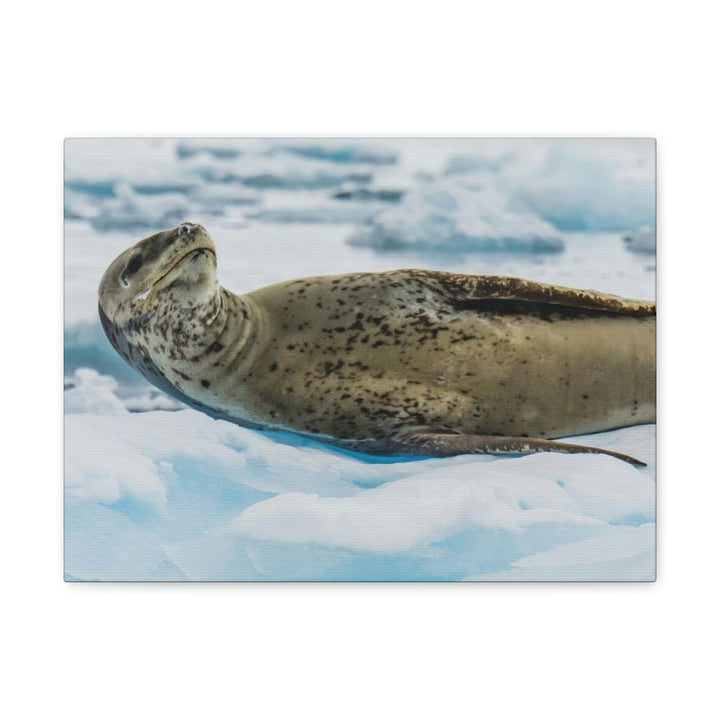 Leopard Seal Relaxing - Canvas