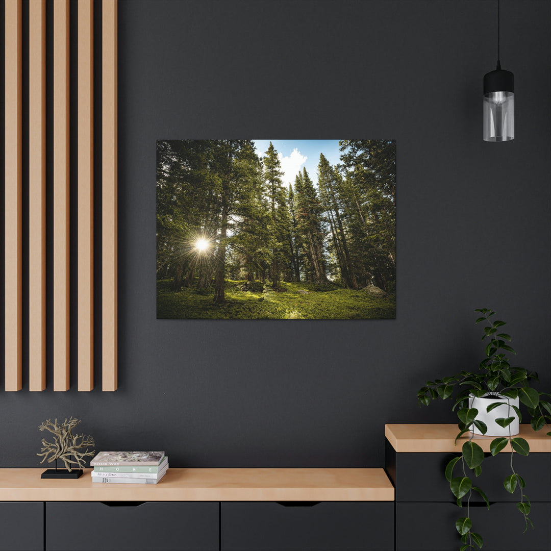 Forest Light - Canvas