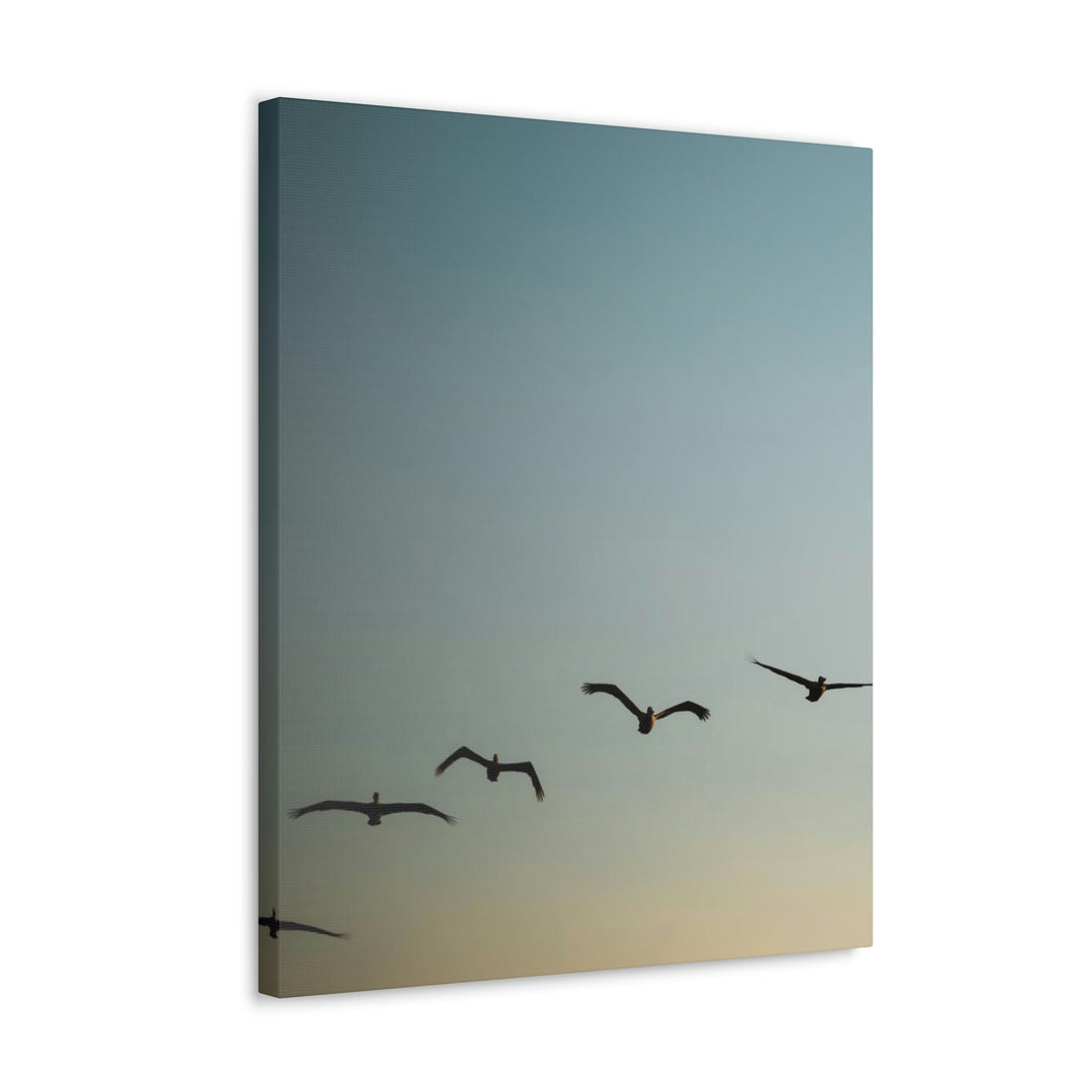 Brown Pelicans in Flight - Canvas