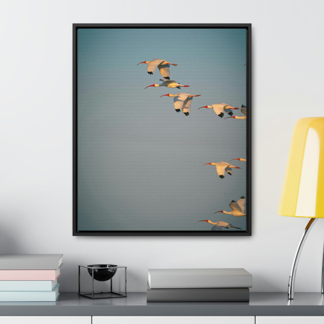 White Ibis in Flight - Canvas with Frame