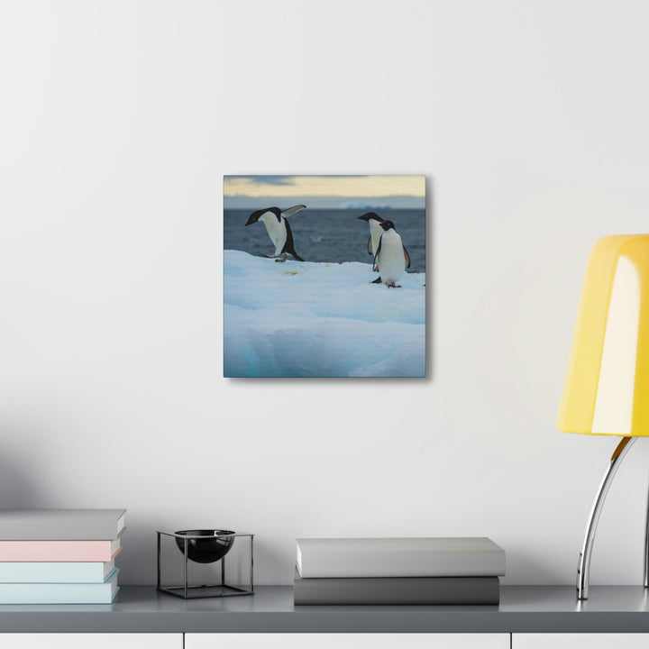 Penguin Dance - Canvas