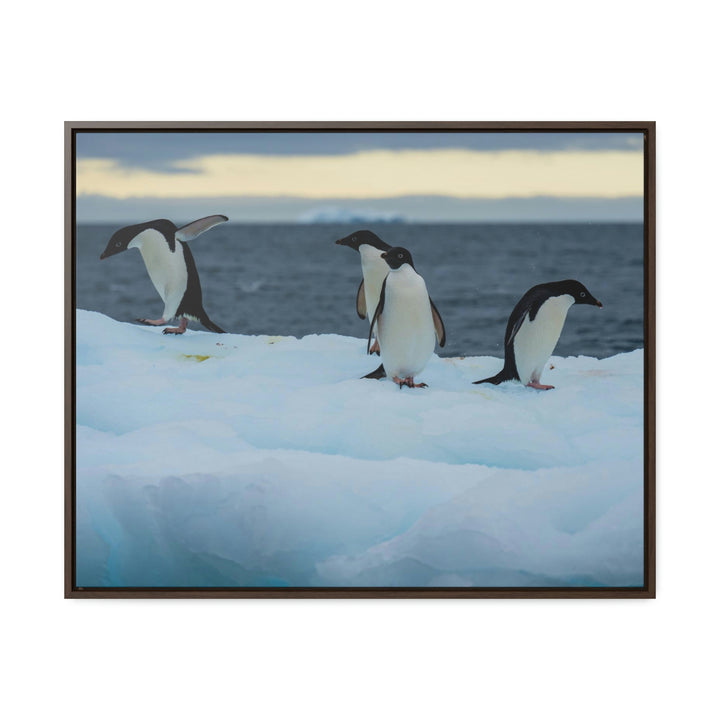 Penguin Dance - Canvas with Frame