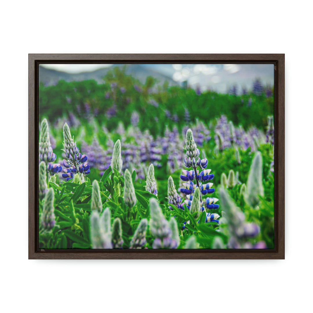 Glowing Lupin with Mountains - Canvas with Frame