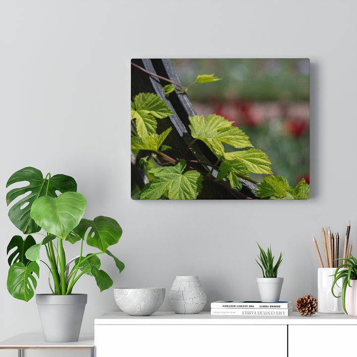 Ivy-Covered Fence - Canvas