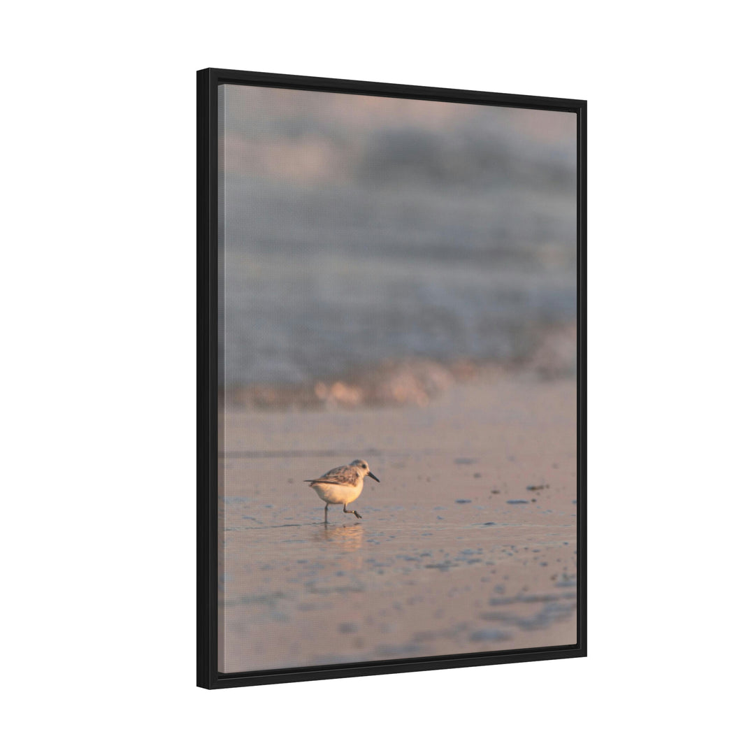 Sanderling in Soft Dusk Light - Canvas with Frame