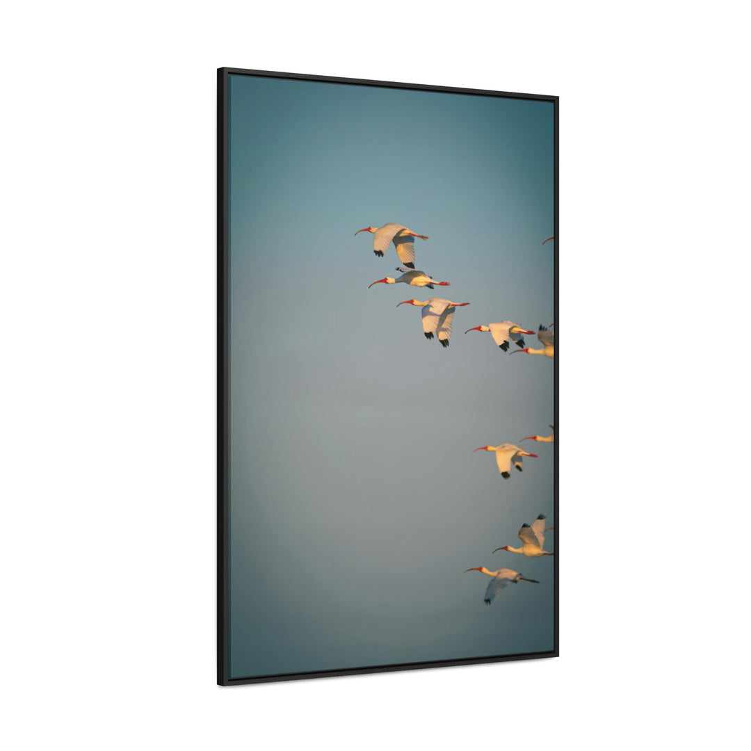 White Ibis in Flight - Canvas with Frame