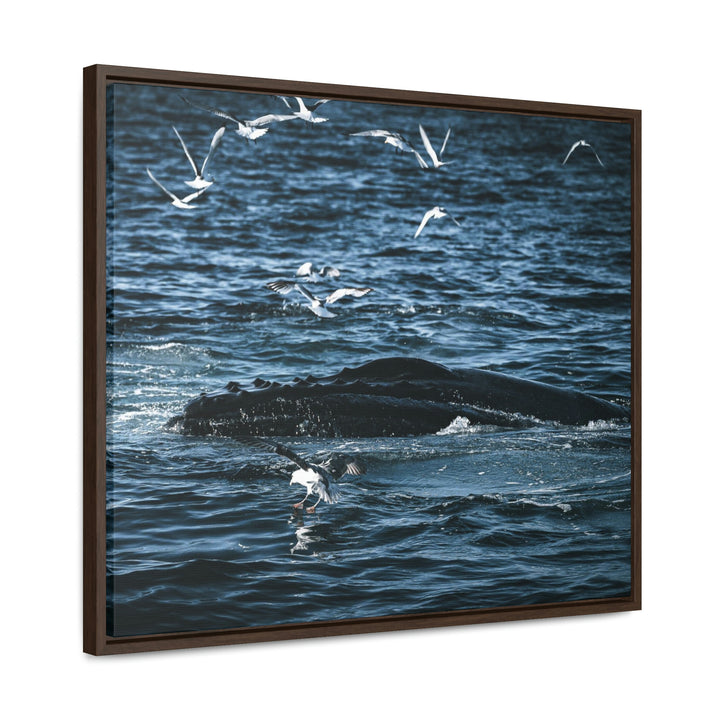 Humpback Hello - Canvas with Frame