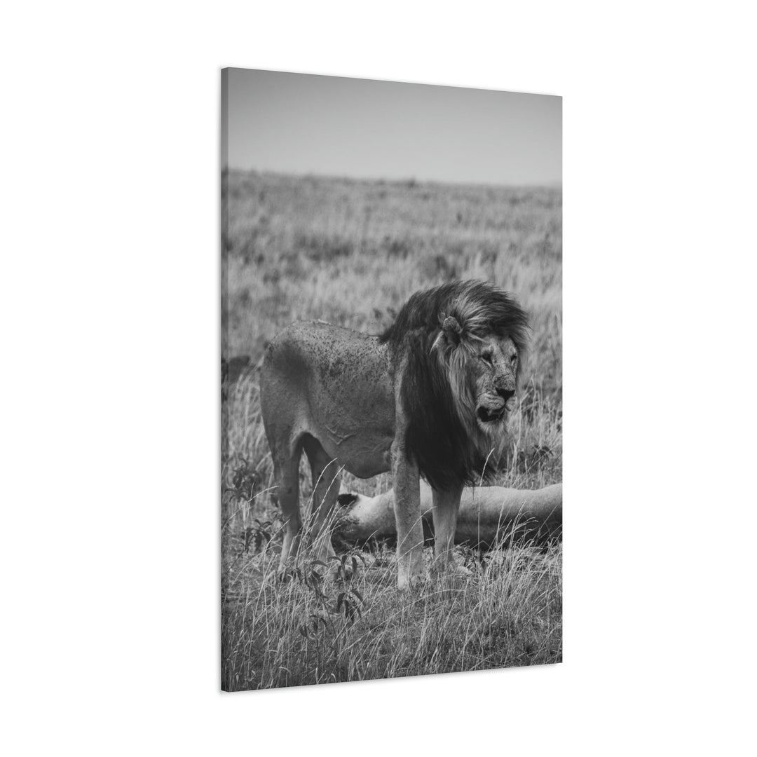 Mating Lions in Black and White - Canvas