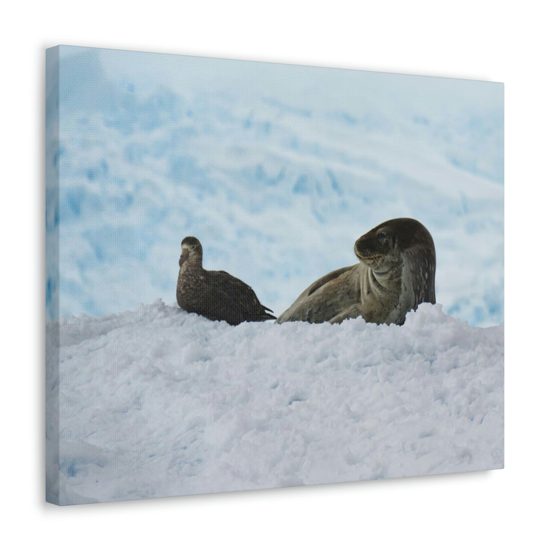 A Resting Pair - Canvas