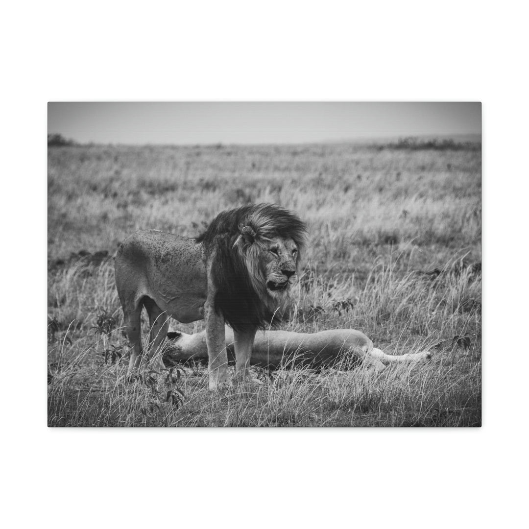 Mating Lions in Black and White - Canvas