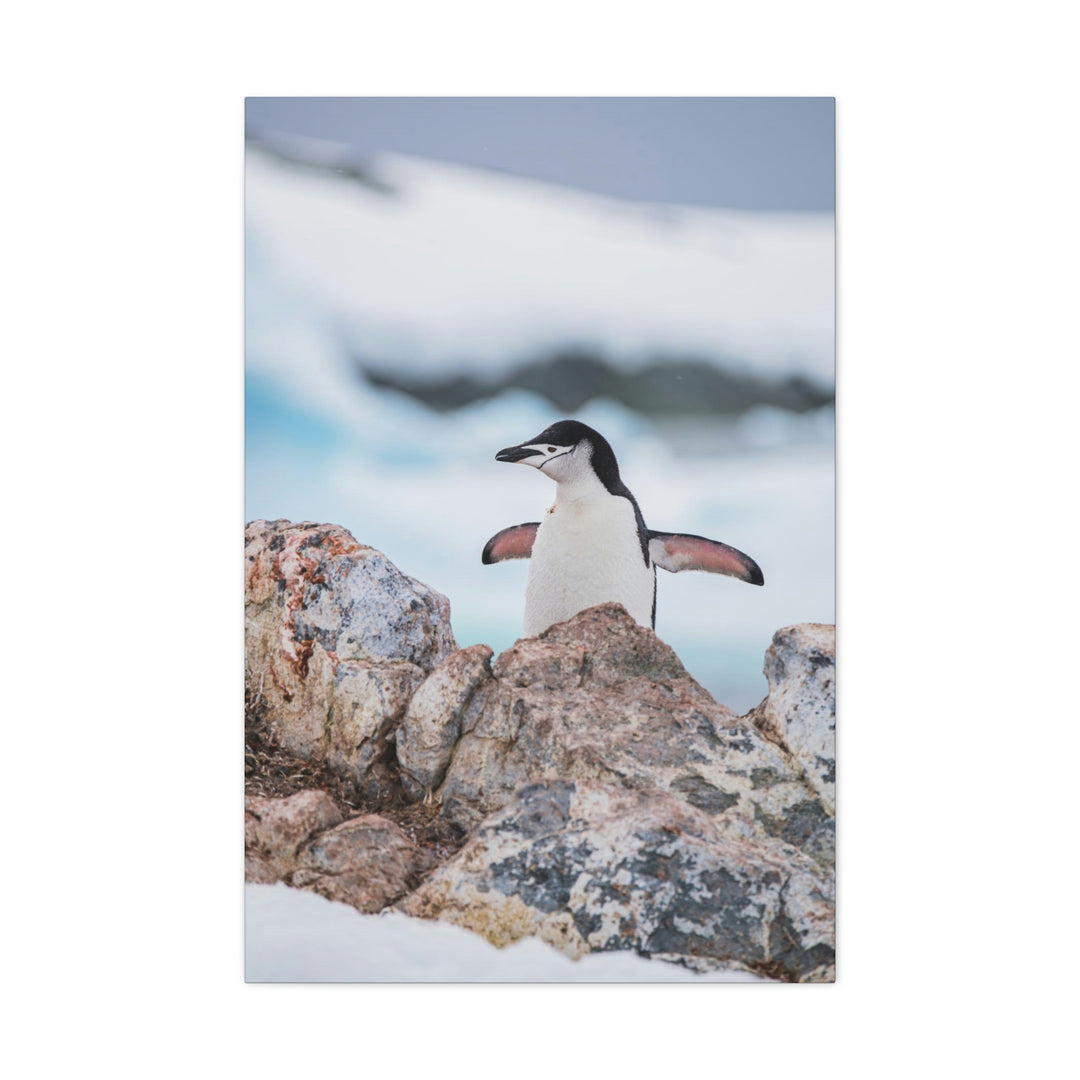 Stretched Penguin - Canvas