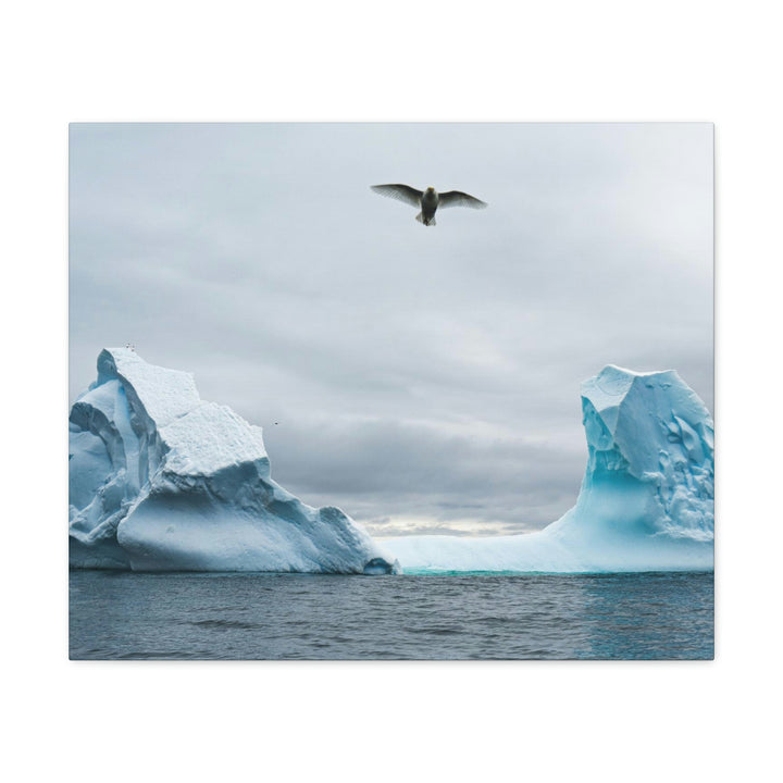 Antarctic Flight - Canvas