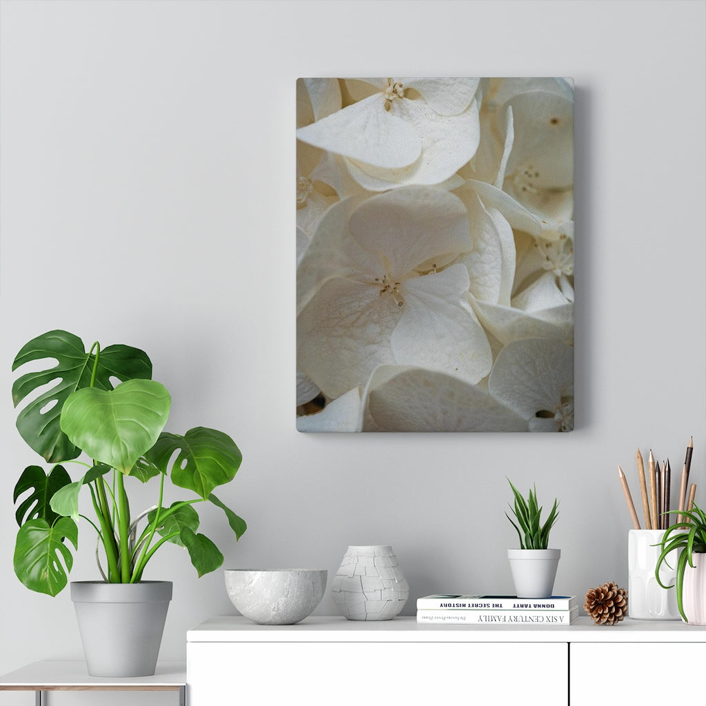 White Hydrangea Detail - Canvas