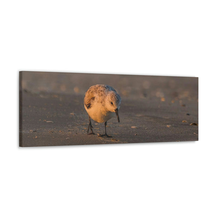 Feeding Sanderling - Canvas