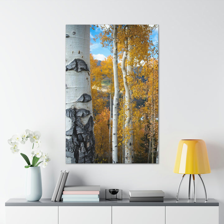 Aspens Changing - Canvas