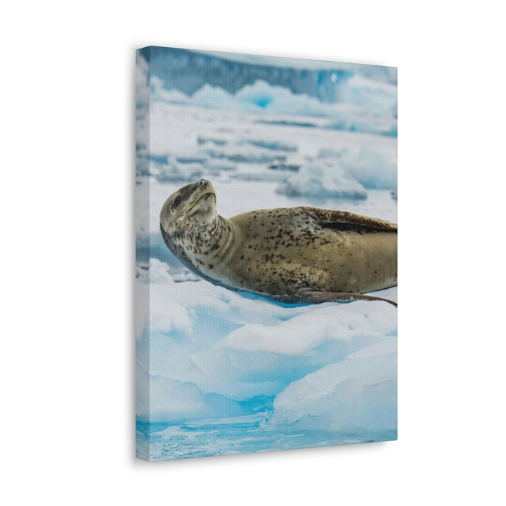 Leopard Seal Relaxing - Canvas