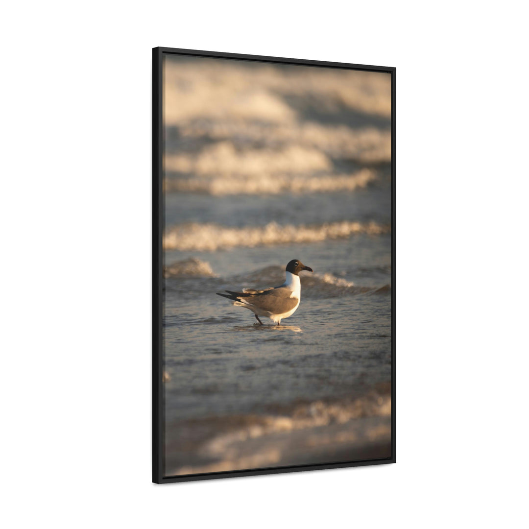 Laughing Gull in the Surf - Canvas with Frame