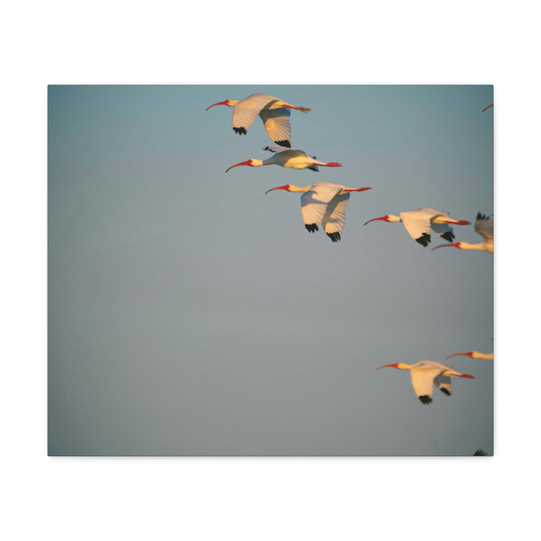 White Ibis in Flight - Canvas