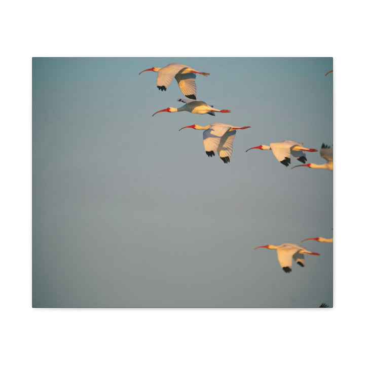 White Ibis in Flight - Canvas