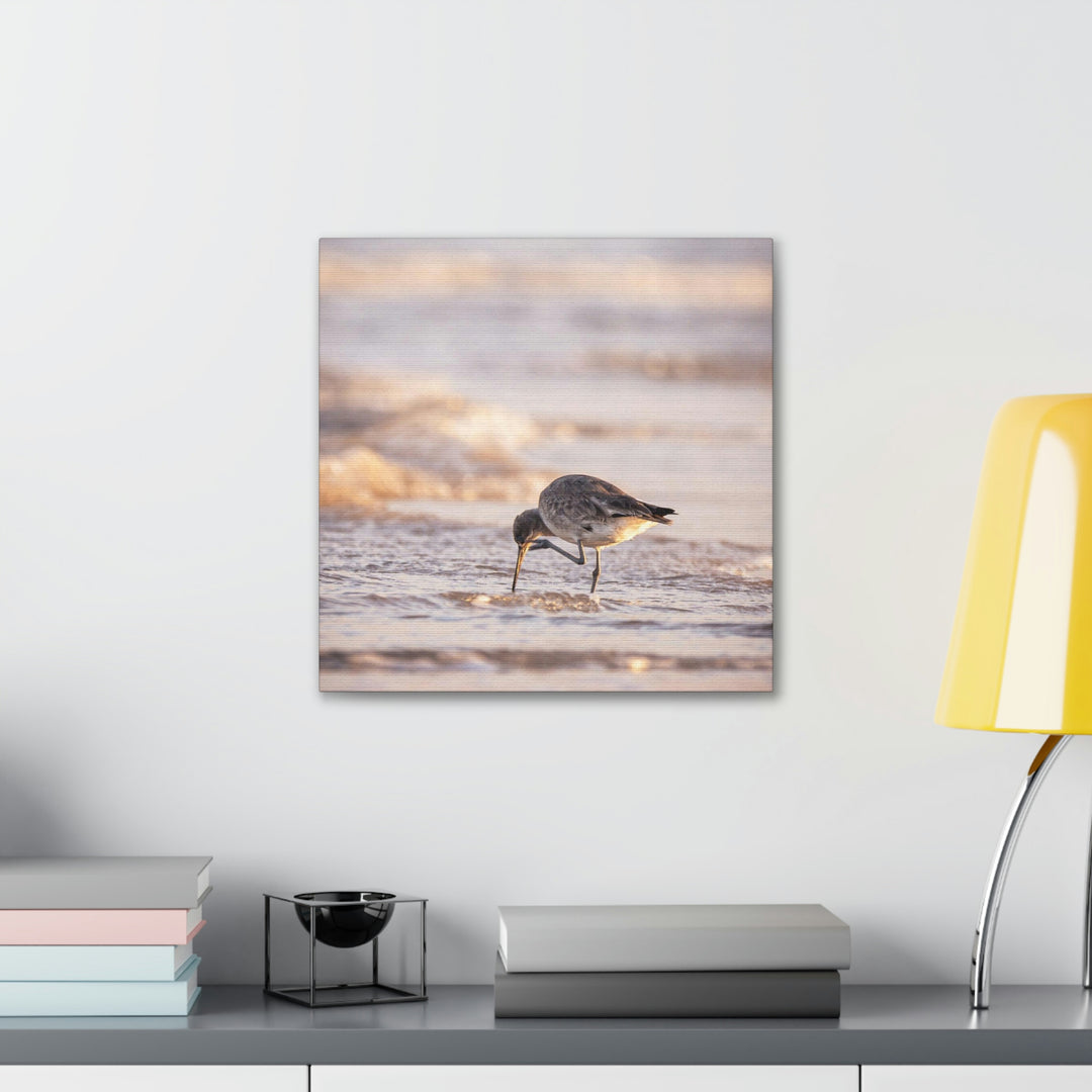 Willet Itch - Canvas