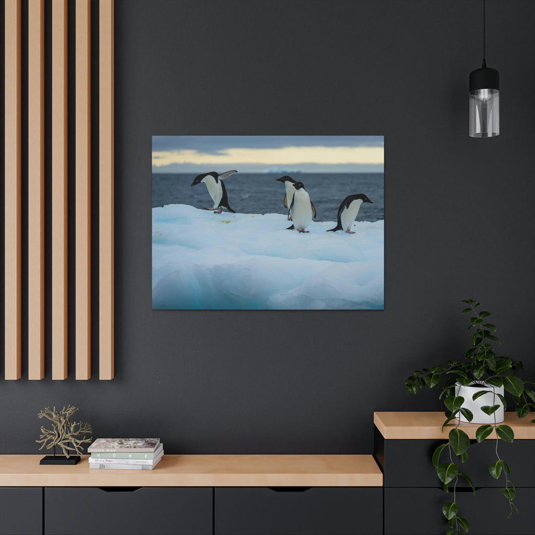 Penguin Dance - Canvas