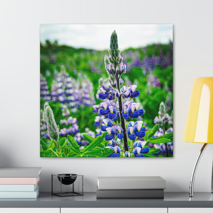 Glowing Lupin - Canvas