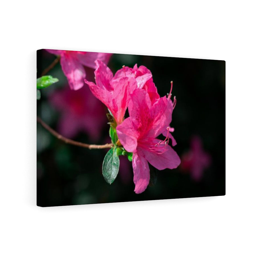 Standout Azalea - Canvas