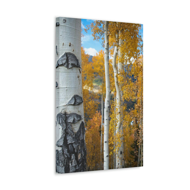 Aspens Changing - Canvas