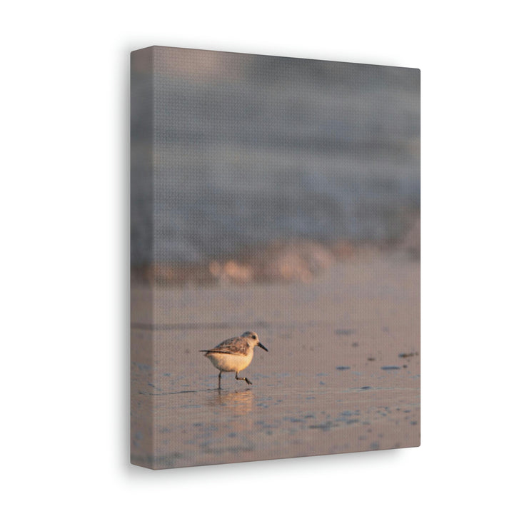 Sanderling in Soft Dusk Light - Canvas