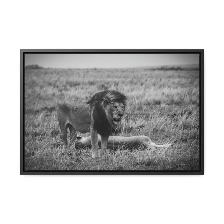 Mating Lions in Black and White - Canvas with Frame