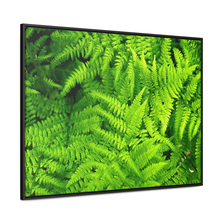 Ferns, Ferns, Ferns - Canvas with Frame