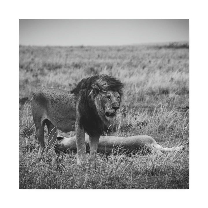 Mating Lions in Black and White - Canvas