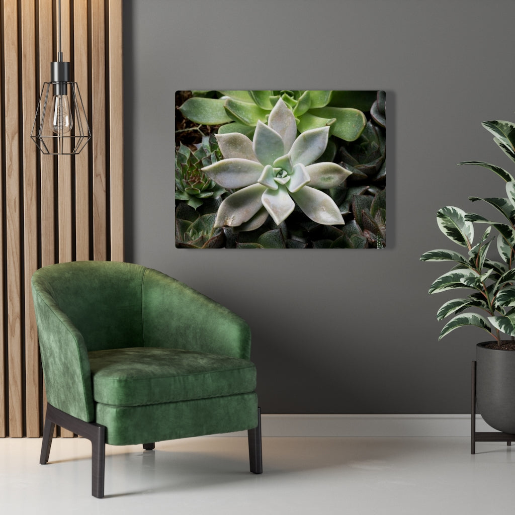 Succulent - Array - Canvas