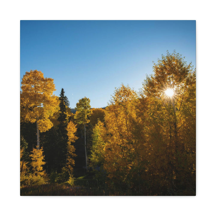 Sun Through the Aspens - Canvas