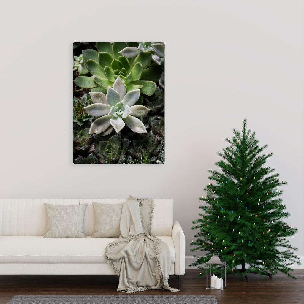 Succulent - Array - Canvas