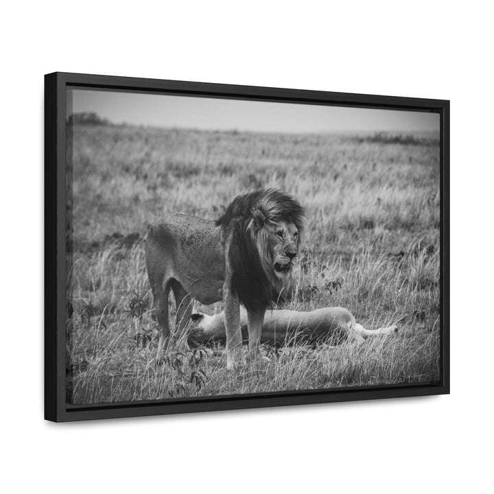 Mating Lions in Black and White - Canvas with Frame