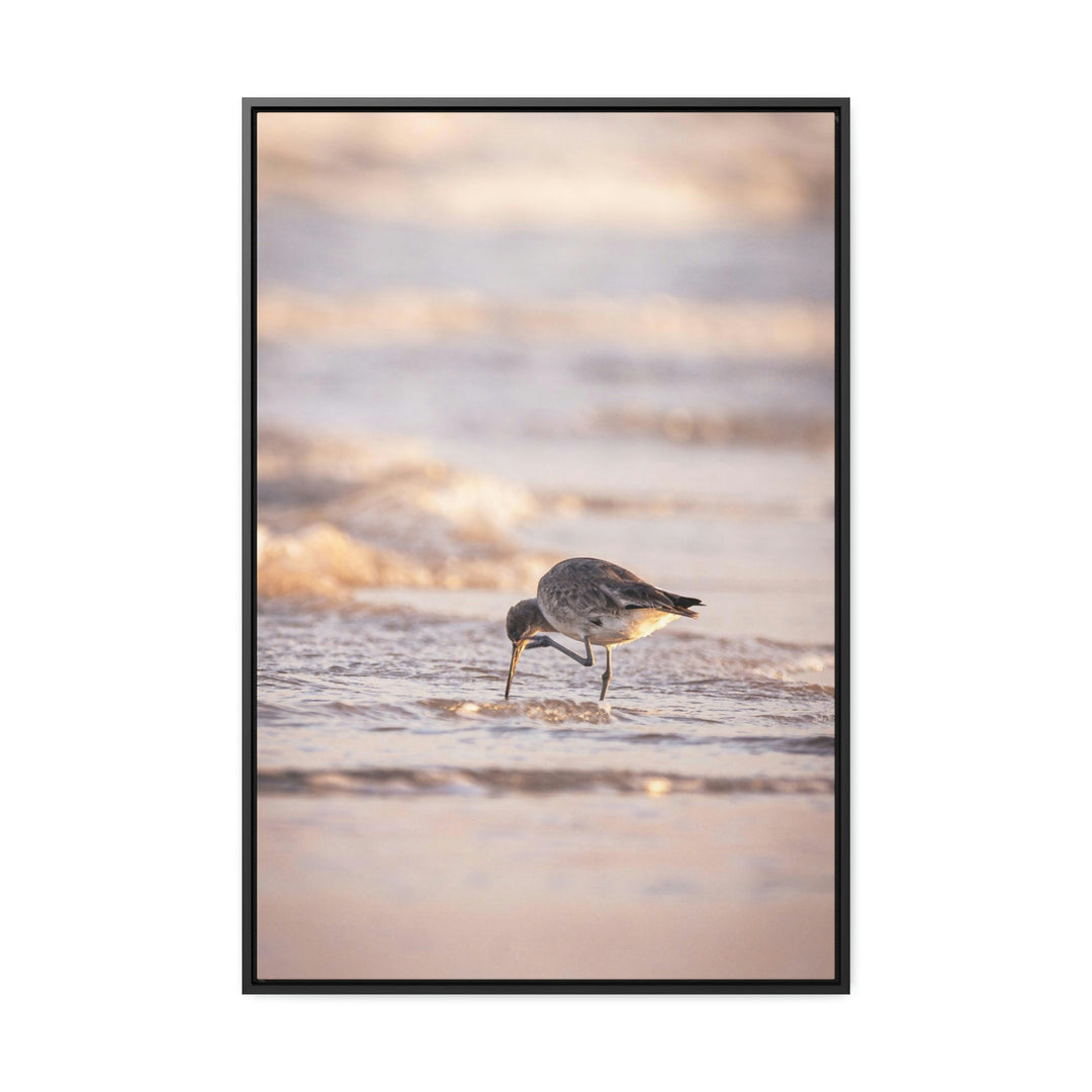 Willet Itch - Canvas with Frame