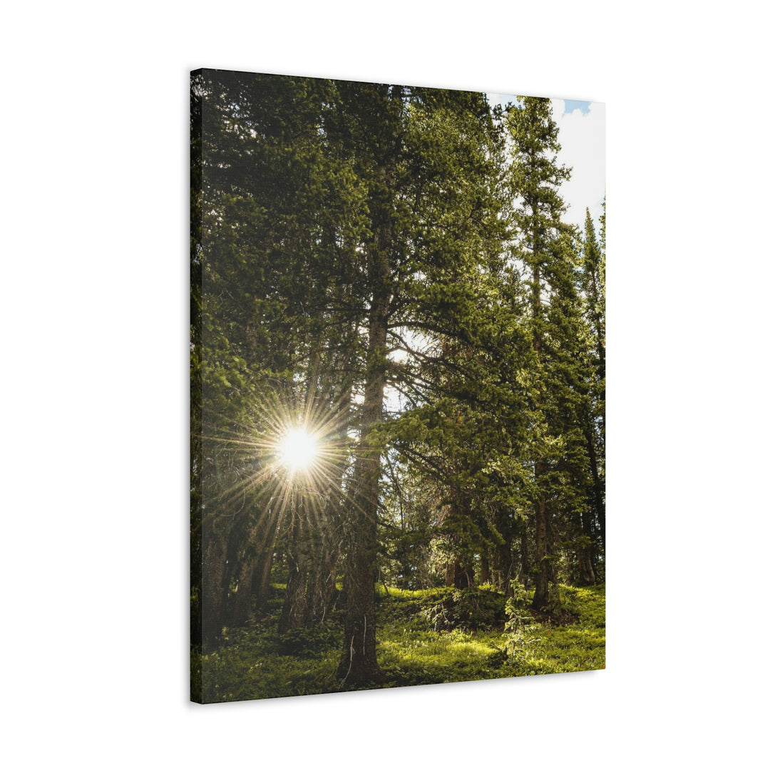 Forest Light - Canvas