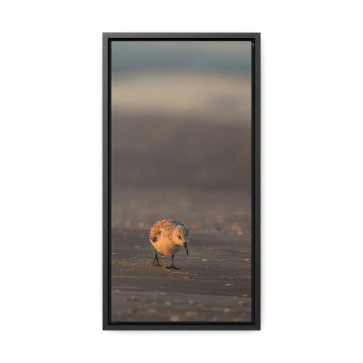 Feeding Sanderling - Canvas with Frame