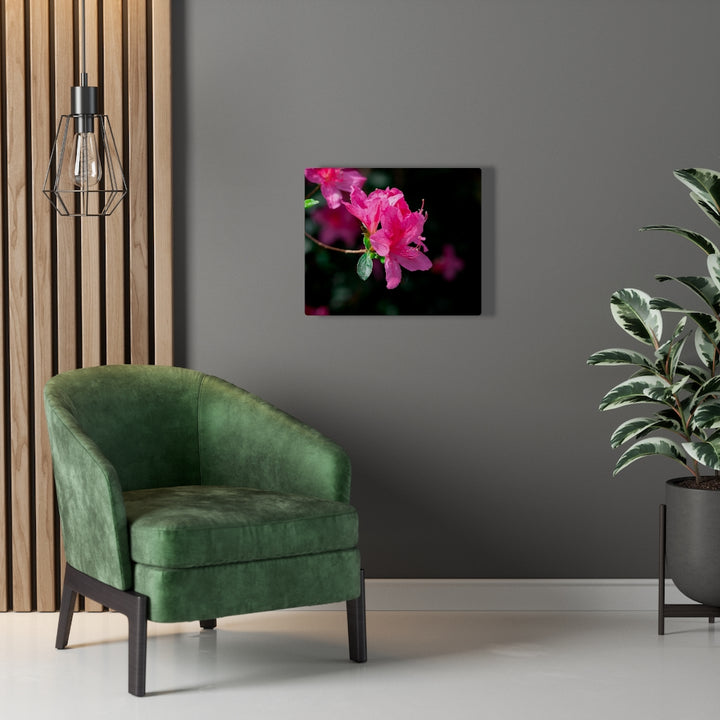 Standout Azalea - Canvas