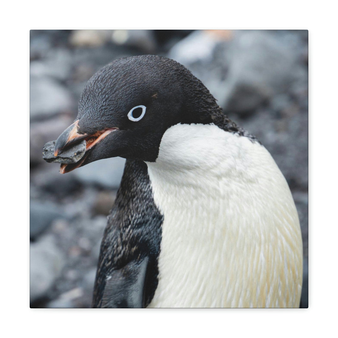 A Penguin's Pebble - Canvas