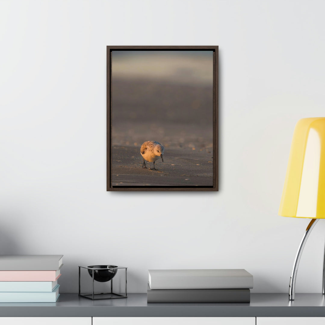 Feeding Sanderling - Canvas with Frame