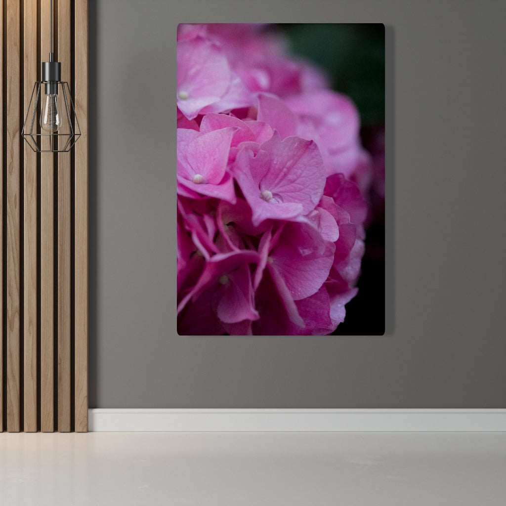 Pink Hydrangea Detail - Canvas