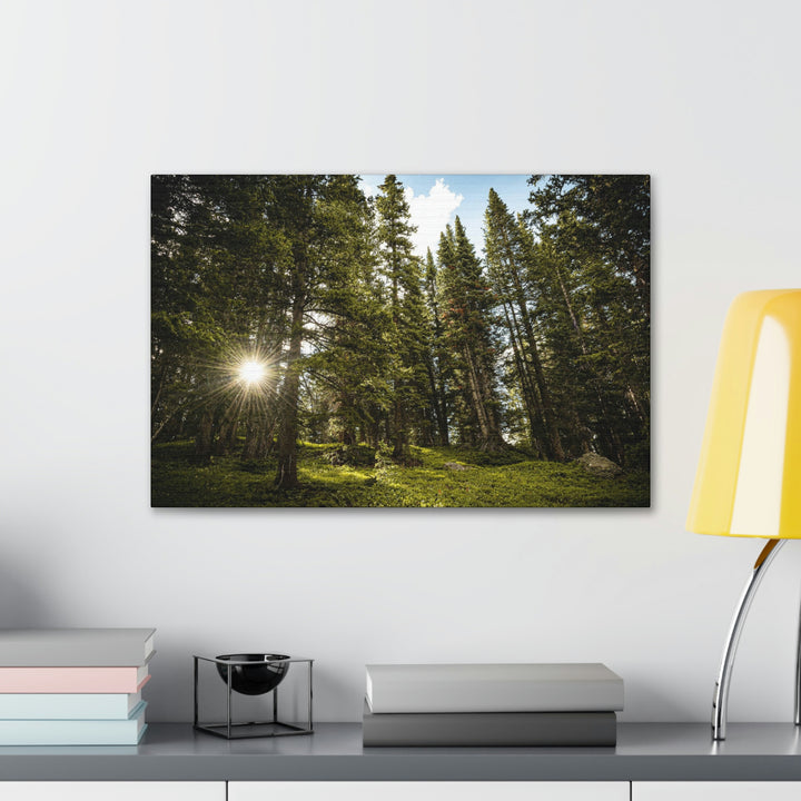 Forest Light - Canvas