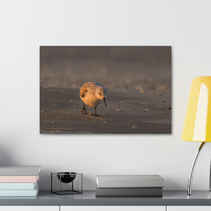 Feeding Sanderling - Canvas