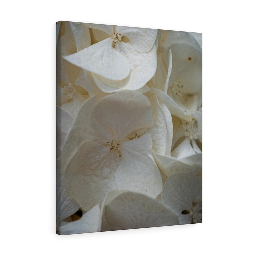 White Hydrangea Detail - Canvas