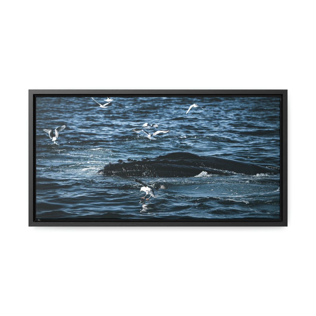 Humpback Hello - Canvas with Frame