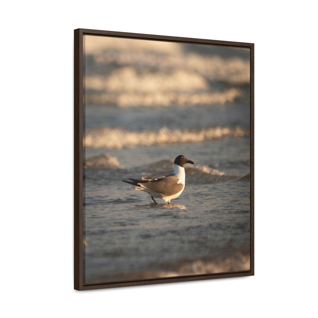 Laughing Gull in the Surf - Canvas with Frame